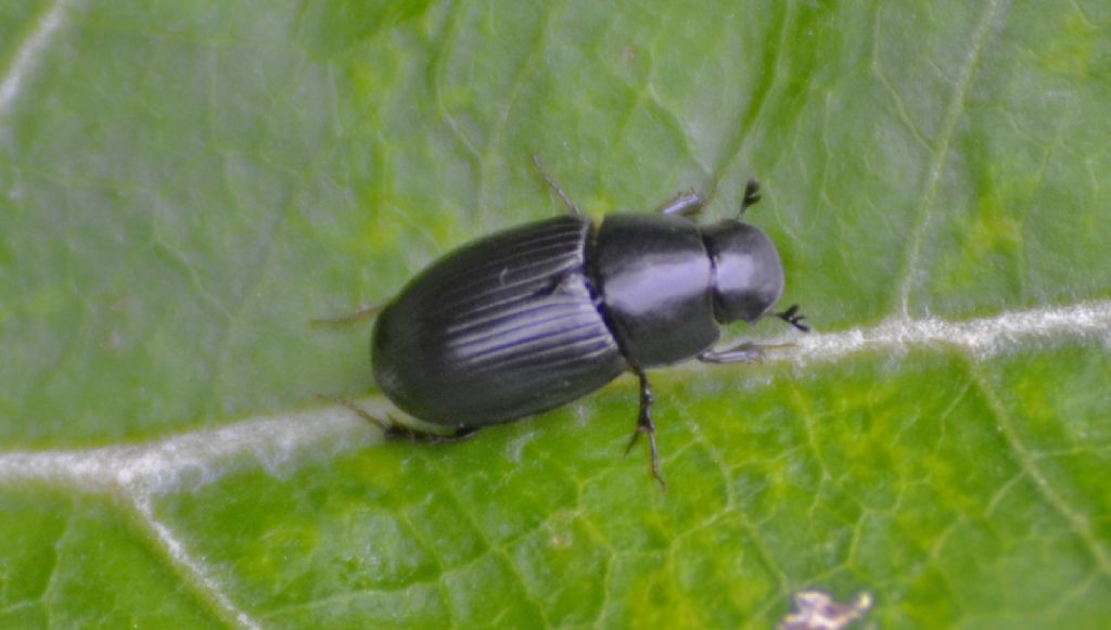 Aphodiidae :  Acrossus depressus